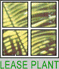 LEASE PLANT