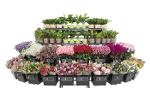 Flexibele display systemen voor snijbloemen en planten
